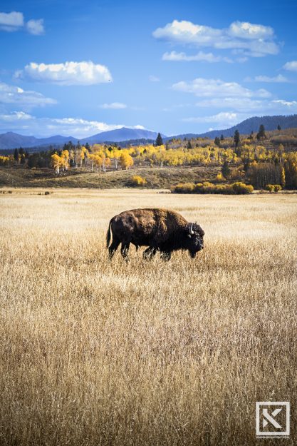 Kaden-Stephens-teton-photography-buffalo-bison-field