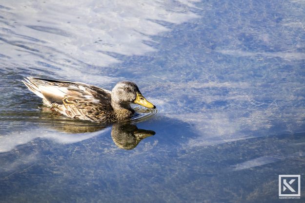 Kaden-Stephens-teton-photography-duck-water-swimming