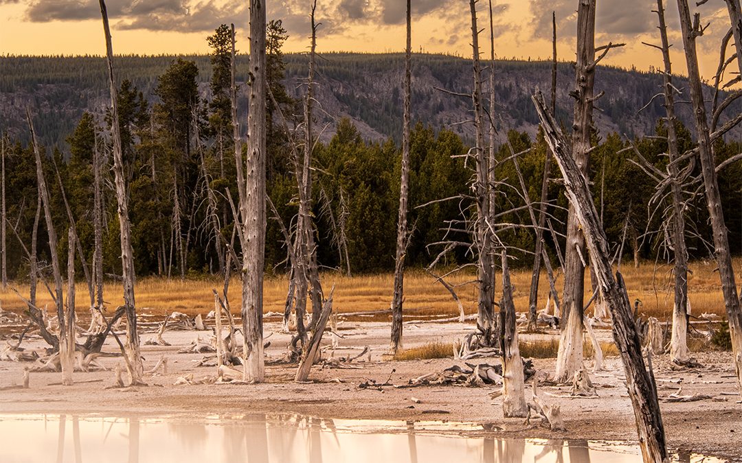 Yellowstone Photography